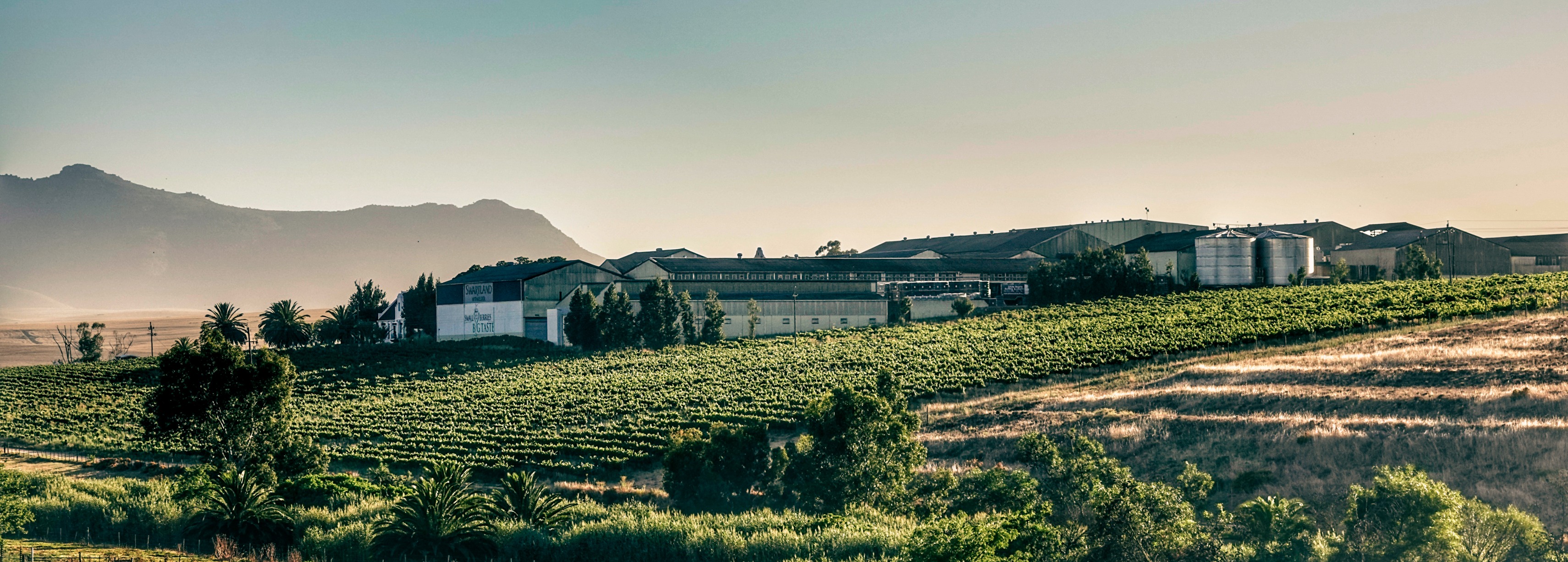 Swartland sul africana