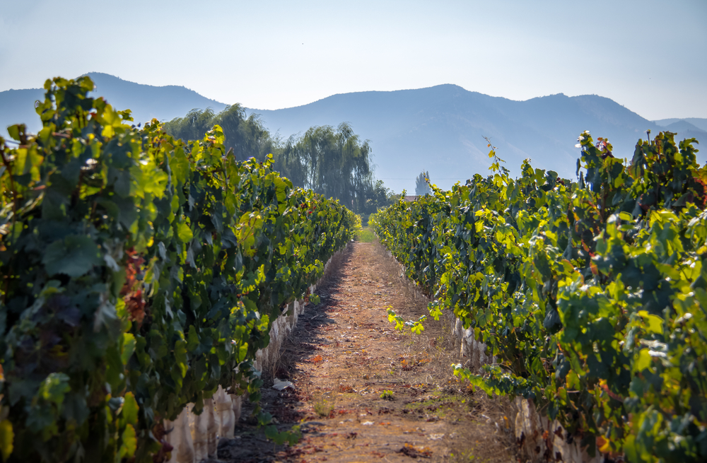Itata chileno