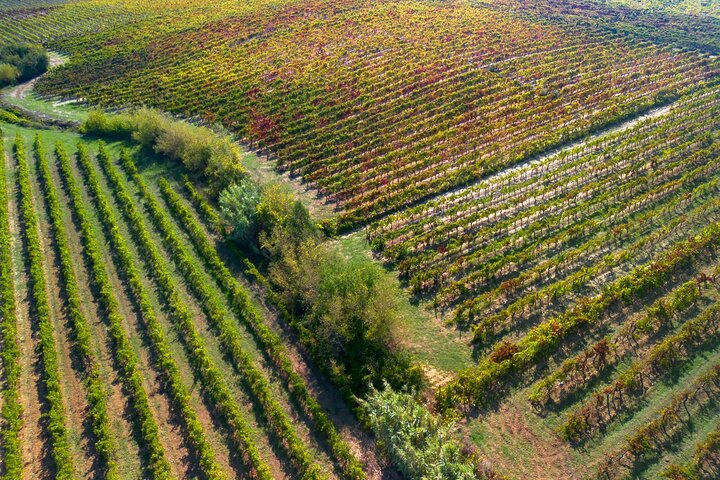 Bairrada portuguesa