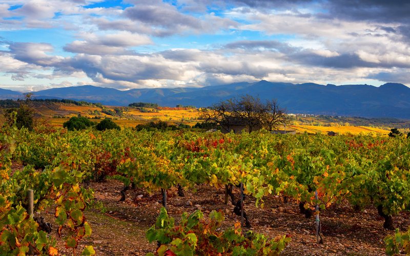 Bierzo Espanhol